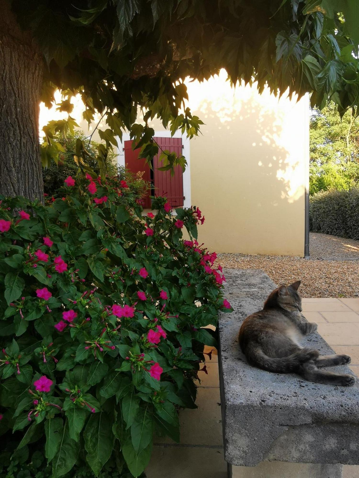 Bed and Breakfast Bastide Saint Bernard Le Thoronet Esterno foto